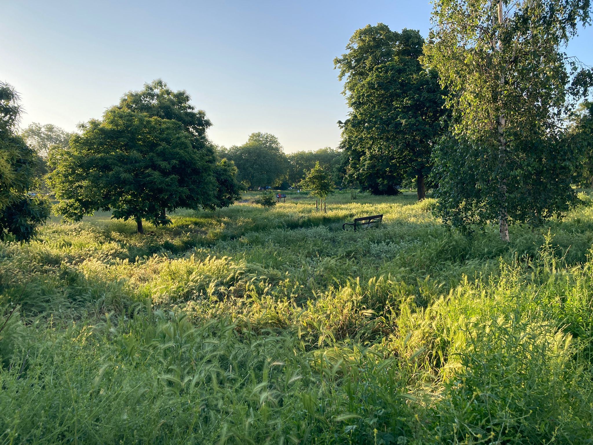 Chestnut tree and wild Friends of Clapham Common