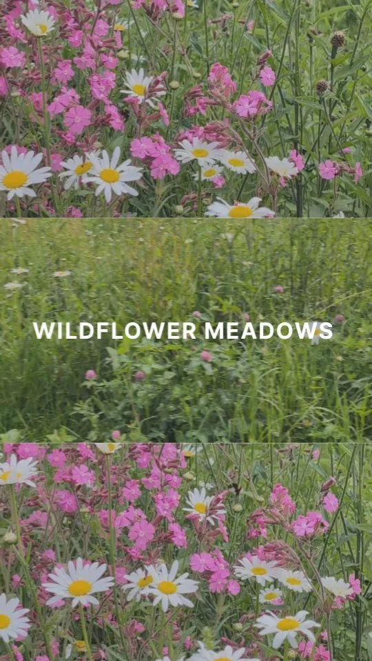 The wildflower meadows on Clapham Common are bursting to life 🌸

#claphamcommon #clapham #wildflowers #wildflowermeadow #bee #nature #beautiful