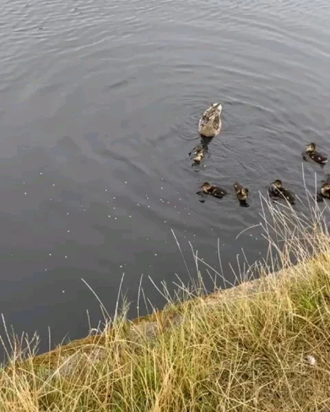 Over the last week we have had a wonderful rota of volunteers helping us feed the new ducklings on Long Pond 4 times per day and built a temporary ramp for them to get in and out of the water - we started doing this after being alerted by passersby that the new ducklings were stranded and struggling. 

Thank you to everyone who has been helping us out 💚