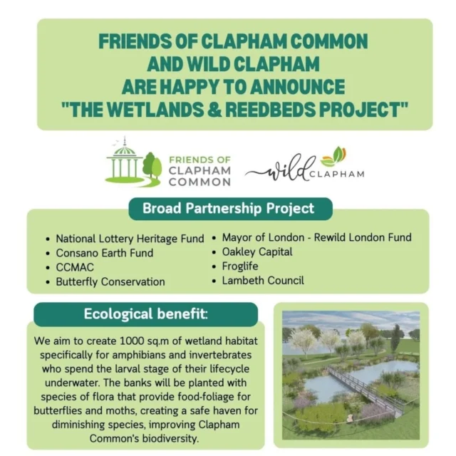 We are very happy to announce "the Wetland and Reedbeds project" has been given the green light.

We have recently obtained planning permission from Lambeth Council and we have also reached our funding target for this significant and ambitious project.

The initiative will create around 1000 sq.m of wetland habitat with open water and reed beds, specifically for amphibians and those invertebrates which spend the larval stage of their lifecycles underwater.

The secondary purpose of the new wetland is to provide an educational resource for children and school visits. There are currently no places on the Common where children can safely dip for tadpoles and observe aquatic life. 

Excavation will commence 28th November 2024; project will be completed by 31st March 2025.

Funding partners: 

The Friends of Clapham Common @thefriendsofclaphamcommon

National Lottery Heritage Fund -with thanks to National Lottery Players @heritagefunduk

Mayor of London - “Rewild London” Fund 2024 @mayorofldn

Consano Earth Fund

Oakley Capital

Clapham Common Management and Advisory Committee (CCMAC) @claphamcommon

Private Donors

Partnerships in delivering the project:

Friends of Clapham Common

Wild Clapham

Consano Earth Fund

Butterfly Conservation @savebutterflies

The Froglife Trust @froglifers

Lambeth Council @lambeth_council

Our thanks go to all our members who have supported our fundraising events and to all those who have made specific donations to this project. 

We want to pay a special tribute to the indefatigable efforts of Gareth James who has masterminded and led on this project, taking it through design, planning, funding as well as coordinating with all parties in the process. An outstanding achievement! 

#RewildLondon #nationallottery #wetlands #biodiversity #heritagefund #mayoroflondon #london

Image 4: Drone photo of the location of "the new wetlands and reedbeds project" - photo credit @bestofclaphamldn 
Image 5: Broad-bodied chaser - photo credit Penny Metal - ‘insectinside’
