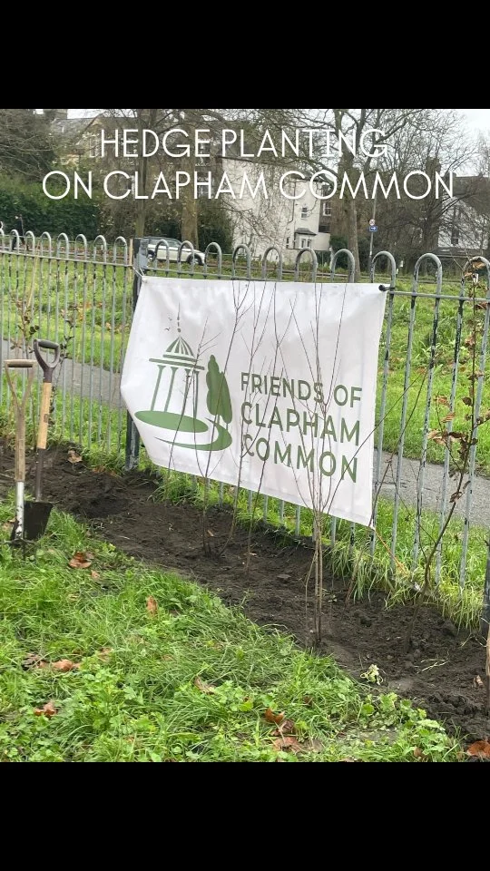 Fabulous team this morning to plant up a hedge along a full stretch of railings in the little children’s playground on Battersea Rise side of the common. The soil was very forgiving softened by last night’s rain and weather conditions were perfect! A great morning’s work !! The hedge is a mixed variety of privet, hornbeam, hazel, crabapple, willow and field maple so it will be wonderful for wildlife as well as the children ! Huge thanks to all our volunteers 🙏🌿