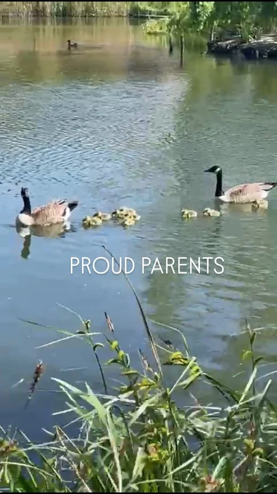 So lovely to see proud Mama & Papa paddling with their sweet crew in the pond 💚